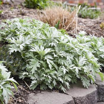 Artemisia 'Silver Lining' (249627)