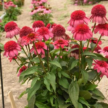 Echinacea Double Dipped™ 'Watermelon Sugar' (249677)