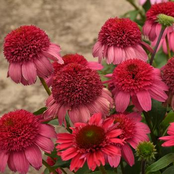 Echinacea Double Dipped™ 'Watermelon Sugar' (249678)