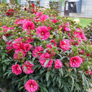 Hibiscus 'Watermelon Ruffles' (249691)