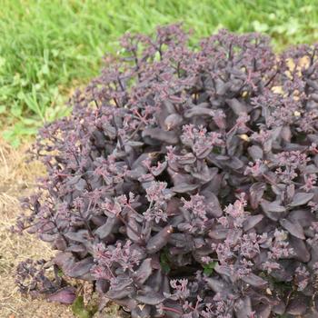 Sedum telephium 'After Dark' (249697)