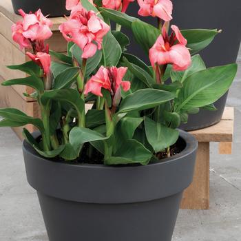 Canna x generalis Cannova® '' (250071)