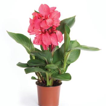 Canna x generalis Cannova® '' (250073)