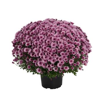 Chrysanthemum x morifolium 'Cosmic Lunar Pink' (250090)