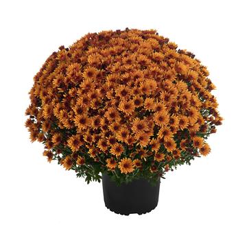 Chrysanthemum x morifolium 'Cosmic Meteor Bronze' (250095)