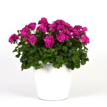 Pelargonium Marcada™ '' (250135)