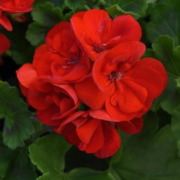 Pelargonium x hortorum Super Moon™ '' (250137)