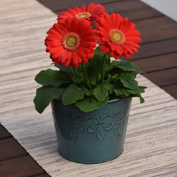 Gerbera ColorBloom™ '' (250142)