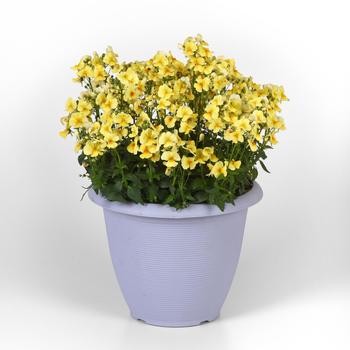 Nemesia fruticans Whimsy™ '' (250166)