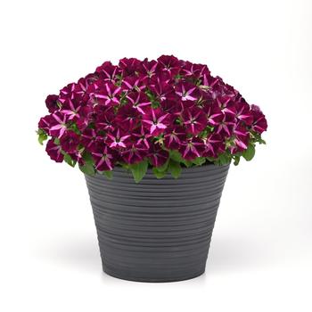 Petunia Cannonball™ '' (250178)