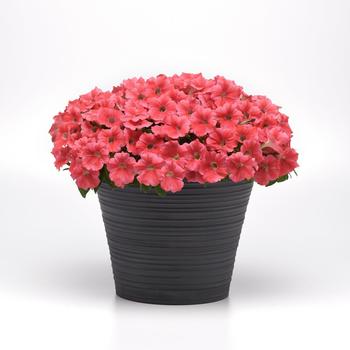 Petunia Cannonball™ '' (250180)