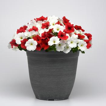 Petunia E3 Easy Wave® 'Peppermint Mix' (250183)