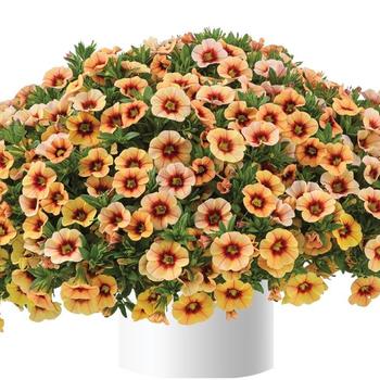 Calibrachoa Eyeconic™ '' (250215)