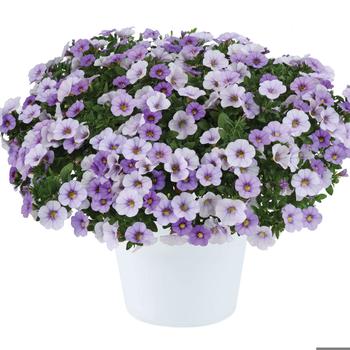 Calibrachoa Ombre™ '' (250218)