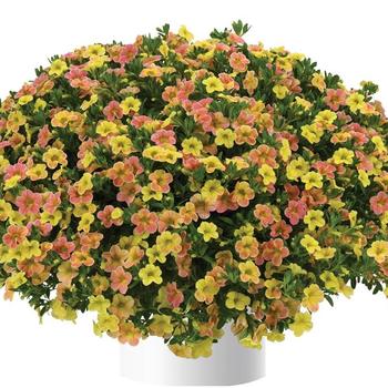 Calibrachoa Ombre™ '' (250225)