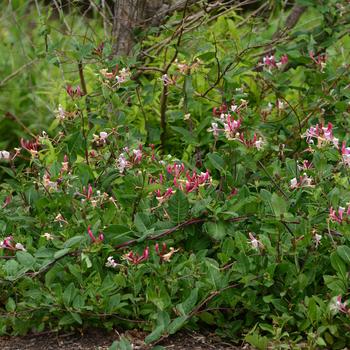 Lonicera periclymenum 'Peaches and Cream™' (250330)