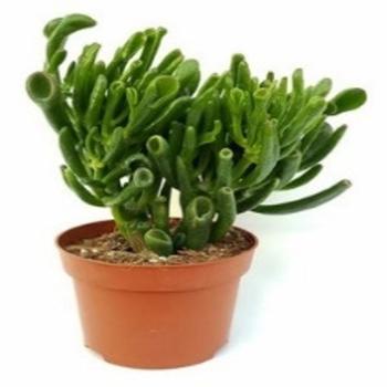 Crassula ovata 'Hobbit' (250954)