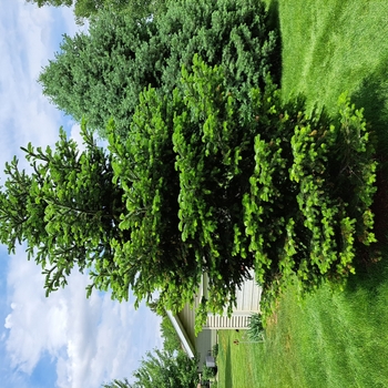 Abies bornmulleriana