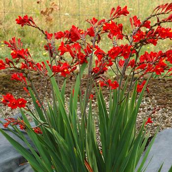 Crocosmia Nova™ 'Dragonfire' (250977)