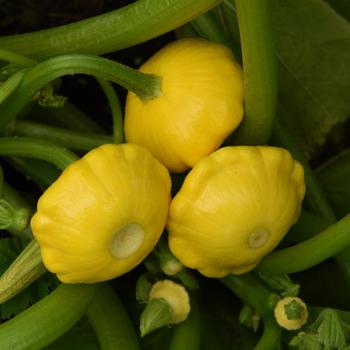 Cucurbita pepo 'Lemon Sun' (251372)