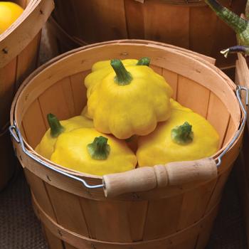 Cucurbita pepo 'Lemon Sun' (251375)