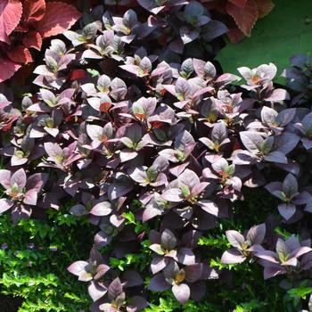 Alternanthera dentata 'Little Ruby' (251491)