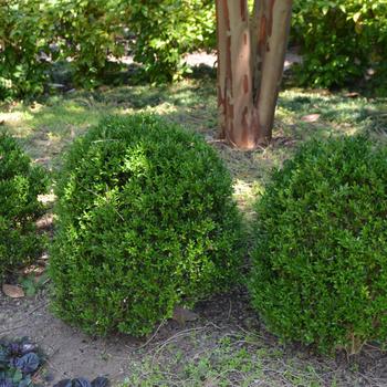 Buxus sempervirens 'Justin Brouwers' (251493)