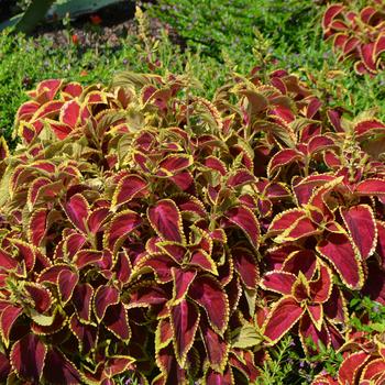 Coleus 'Fairway Ruby' (251494)