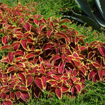 Coleus 'Fairway Ruby' (251495)