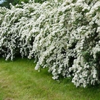 Skimmia reevesiana