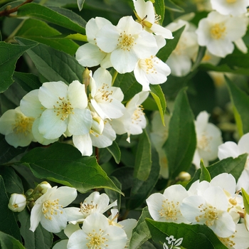 Philadelphus 'Swan Lake®' 