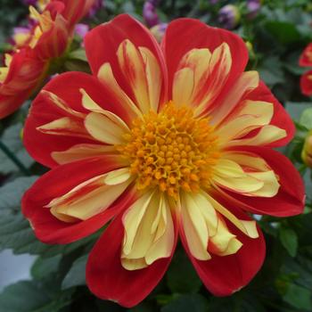 Dahlia Starsister® '' (252782)