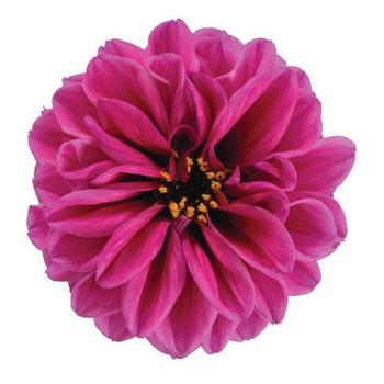 Dahlia 'Temptation Purple' (252786)