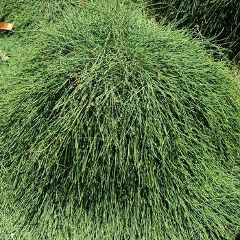 Casuarina glauca 'Cousin It' 