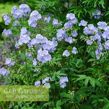 Polemonium 'Sonia's Bluebell' 