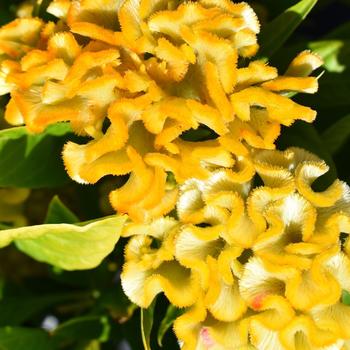 Celosia cristata 'Twisted Yellow Improved' (253293)