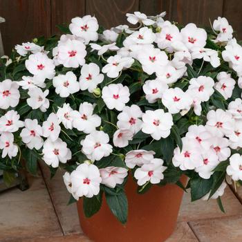 Impatiens SunPatiens® '' (253304)