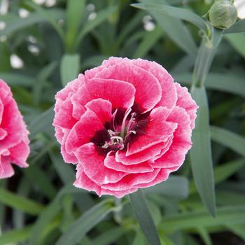 Dianthus caryophyllus Capitán™ 'Pink Eye' (253853)