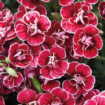 Dianthus caryophyllus Capitán™ 'Red White Eye' (253859)