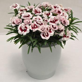 Dianthus Constant Beauty® 'Crush Wine' (253876)