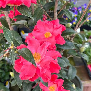 Camellia 'Coral Delight' (254598)