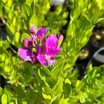 Polygala myrtifolia 'Grandiflora' (254652)