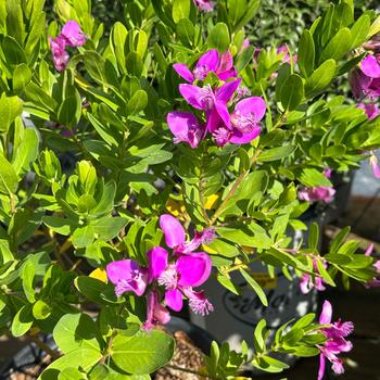 Polygala myrtifolia 'Grandiflora' (254653)