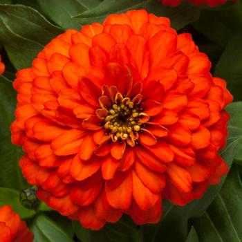 Zinnia 'Fire' 