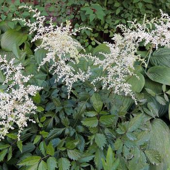 Astilbe x arendsii 'Bumalda' (255783)