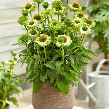 Echinacea 'SunSeekers Apple Green' (255807)