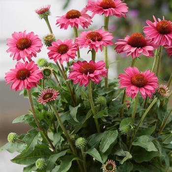 Echinacea 'SunSeekers Magenta Improved' (255810)