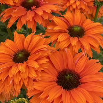 Echinacea 'SunSeekers Mineola' (255814)