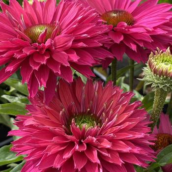 Echinacea 'SunSeekers Sweet Fuchsia' (255832)