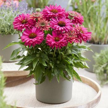 Echinacea 'SunSeekers Sweet Fuchsia' (255833)